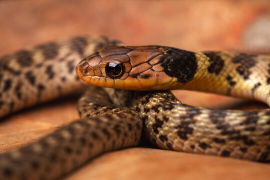 Macro Juvenile Grass Snake