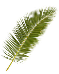 palm leaf isolated on white background.