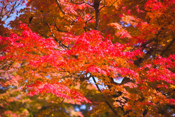 紅葉の最盛期　鹿児島県青少年研修センター	