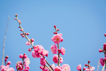ピンク色の梅の花	