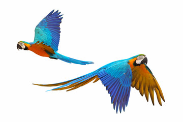 Colorful Blue and gold macaw flying isolated on white background.