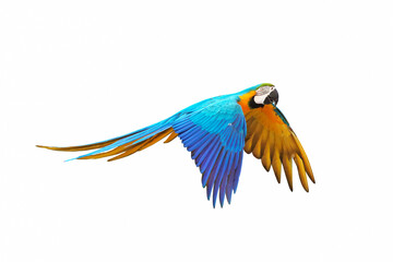 Colorful Blue and gold macaw flying isolated on white background.