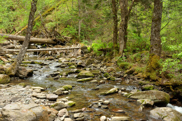A shallow river flowing through the forest skirting rocks and fallen trees.