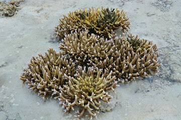 Fototapeta na wymiar Corals