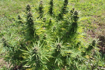 Cannabis Flower Growing with Big Leaves  