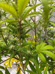 Cannabis Flower Growing with Big Leaves  