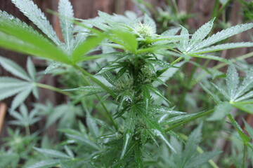 Cannabis Flower Growing with Big Leaves  