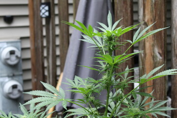 Cannabis Flower Growing with Big Leaves  