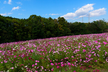 秋晴れの公園に咲くコスモス畑