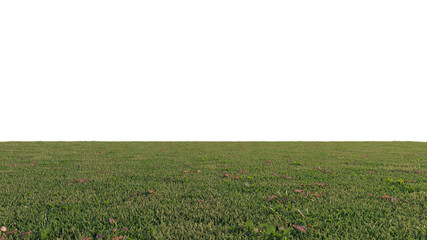 grass and flower beautiful field
