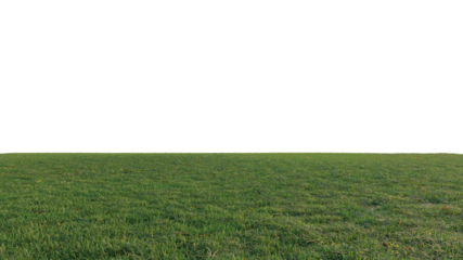 grass and flower beautiful field