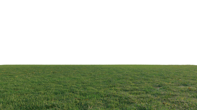 grass and flower beautiful field