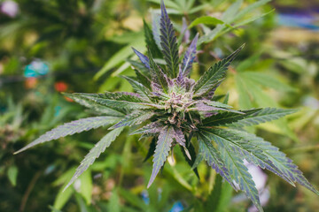 close up of cannabis plant
