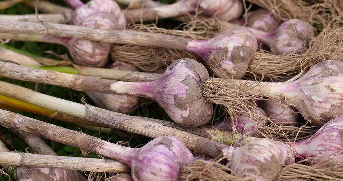 Harvested garlic on the grass while drying in the sun, garlic is fresh harvested