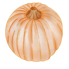 hand drawing orange pumpkin watercolor 