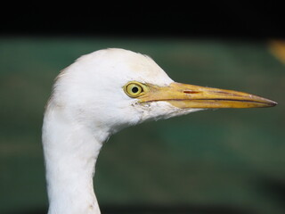 great white heron