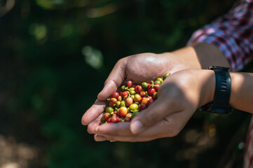 Close-up of agriculturist hands holding arabica coffee berries in a coffee plantation. - obrazy, fototapety, plakaty