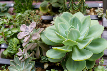 cactus in the garden