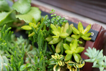 herbs on a table