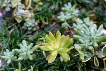 close up of a flower