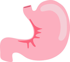 stomach human internal organ anatomy vector illustration flat design