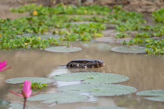 Varanus Salvator In The Water.