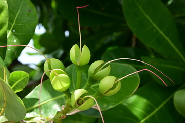 A tropical plant Barringtonia asiatica. The parts of the fruit appear to be laughing happily