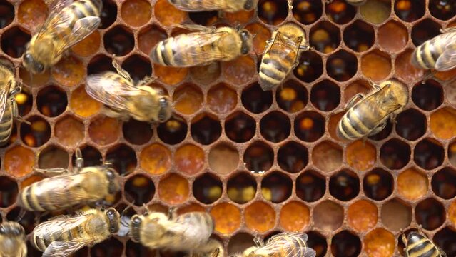Bee pollen stored in the combs. Inside the Beehive - A honeycomb, wax cells with honey and pollen. A honey bee colony close up, beehive, beekeeping