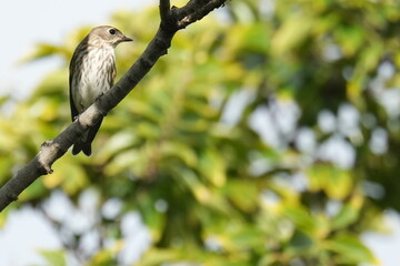 grey streaked flycatcher on a branch