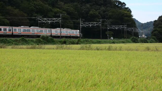 秋の近江路を走る313系普通列車