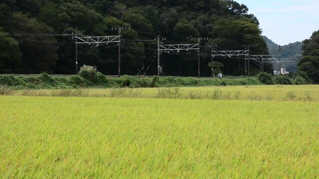 秋の近江路を走る313系普通列車