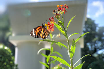 Common Tiger Butterfly feeding on a Milkweed Flower.