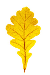 Close up autumn oak leaf with natural texture isolated. Natural bring yellow red autumn leaf,...