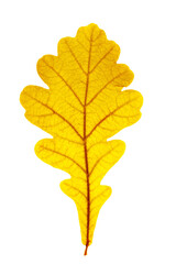 Close up autumn oak leaf with natural texture isolated. Natural bring yellow red autumn leaf,...