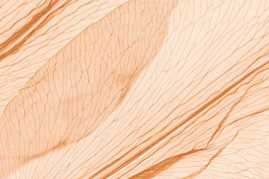 Nature abstract of flower petals, beige transparent leaves with natural texture as natural background or wallpaper. Macro texture, color aesthetic photo with veins of leaf, botanical design.