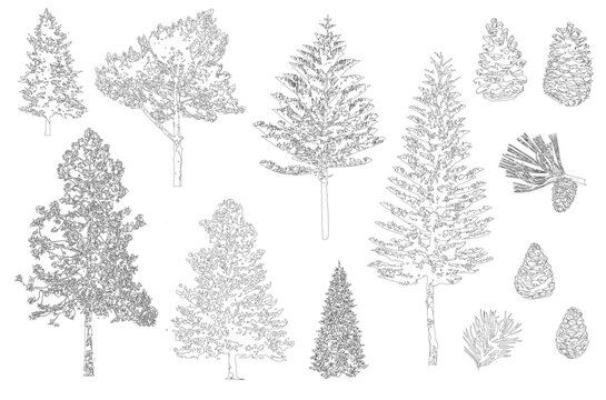 Pine set. Minimal style cad tree line, Side view, set of graphics trees elements outline symbol for architecture and landscape design drawing. Vector illustration in stroke fill in white. Tropical