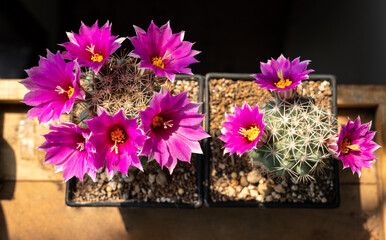 Mammillaria schumannii cactus with magenta flowers blooming on the head.