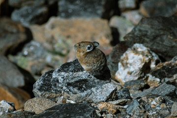 Pika on a Rock
