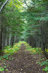Fototapeta premium Horseshoe Bay Hiking Trail in northern Minnesota near Lake Superior