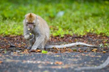 A long tailed macaque macaca fascicularis picking up a food in a roadside at Taman Nasional baluran National Park Situbondo 