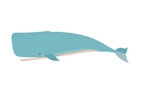 Cachalot Whale Icon