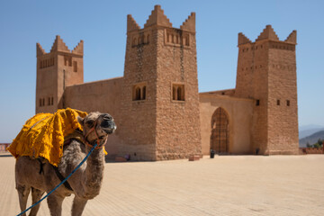 Camel or dromedary in the Kasbah also known as Kasbah or Borj Ras el Ain in the Moroccan city of...