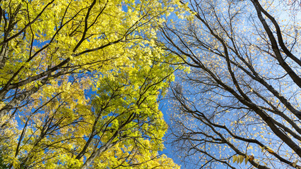 trees with bright yellow foliage and trees with bare branches against blue sky background