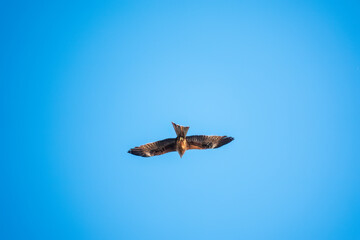 The bird of prey Black Kite flying in blue Sky