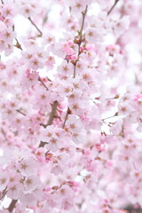 Plant, Flower, Spring