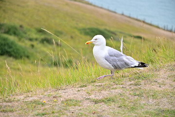 Möwe läuft über die Wiesen an den The White Cliffs of Dover in England