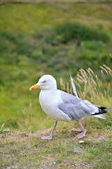 Möwe läuft die Wiesen an den The White Cliffs of Dover