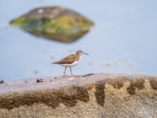 Common sandpiper, Actitis hypoleucos, resting lake shore under raindrops.