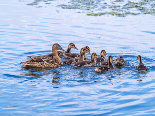A family of ducks, a duck and its little ducklings are swimming in the water. The duck takes care of its newborn ducklings. Mallard, lat. Anas platyrhynchos