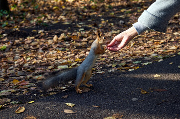 Girl feeding squirrel in autumn park, close-up
